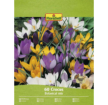 Paquet de 60 crocus mélange botanique