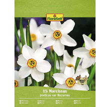 Paquet de 15 bulbes de Narcissus poeticus var Recurvus