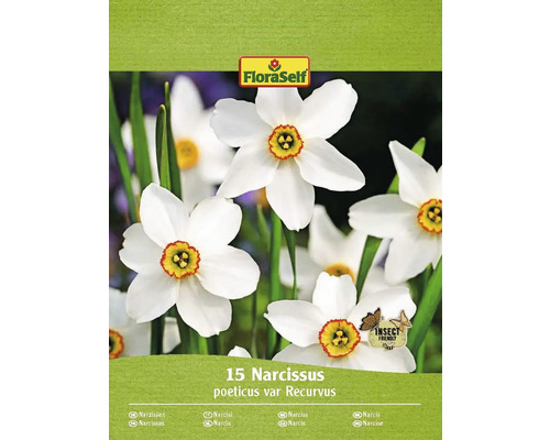 Bulbes de narcisses FloraSelf 'Recurvus' 15 pièces