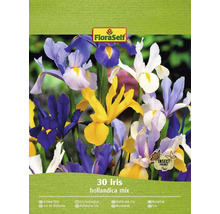 FloraSelf Iris hollandica Mischung, 30 Stück