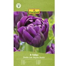 Tulipes FloraSelf Double Late Negrita Double, paquet de 8 pièces