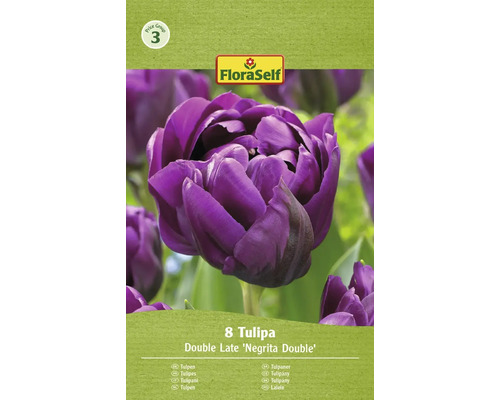 Tulipes FloraSelf Double Late Negrita Double, paquet de 8 pièces