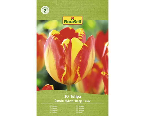 Packung Tulpen der Sorte Darwin Hybrid Banja Luka, 10 Stück