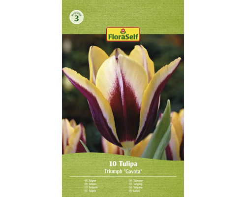 Packung Triumph Tulpen Gavota, 10 Stück