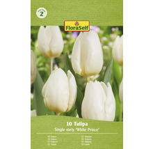 Verpackung mit 10 Stück Tulpen der Sorte Einfache frühe ''White Prince''
