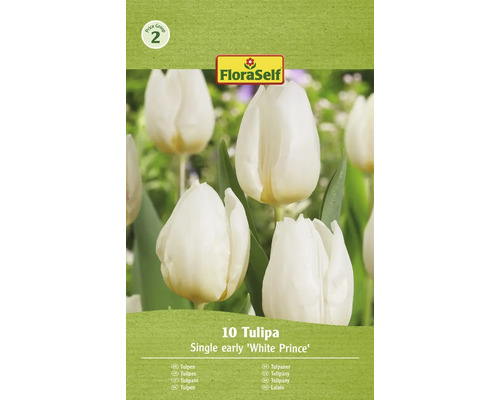 Blumenzwiebel Tulpe FloraSelf 'White Prince' 10 Stück