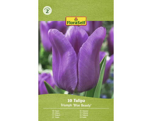 FloraSelf Tulipa Triumph Blue Beauty, Packung mit zehn Tulpen