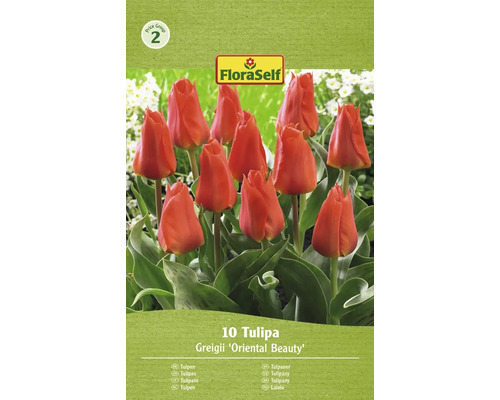 Blumenzwiebel Tulpe FloraSelf 'Oriental Beauty' 10 Stück