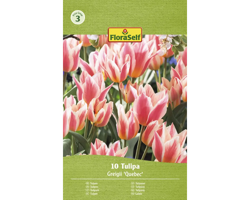 Packung mit 10 Tulipa Greigii ''Quebec'' Blumenzwiebeln