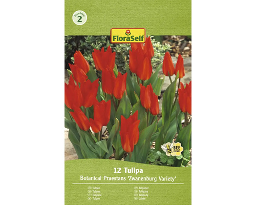 Verpackung mit 12 Tulpen der Sorte Botanical Praestans ''Zwanenburg Variety''