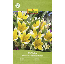 Paquet de 15 bulbes de tulipes Tulipa Tarda Dasystemon