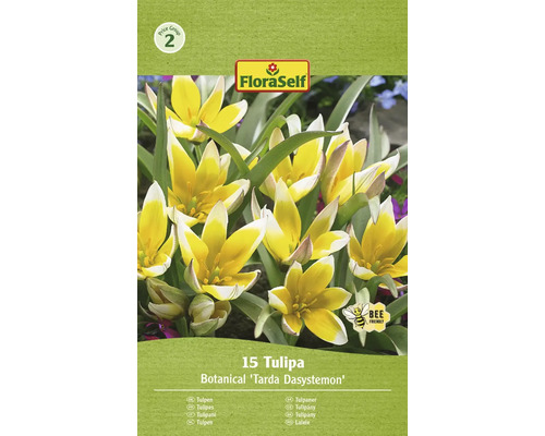 Paquet de 15 bulbes de tulipes Tulipa Tarda Dasystemon