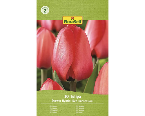 Packung Darwin Hybrid Tulpen der Sorte Red Impression