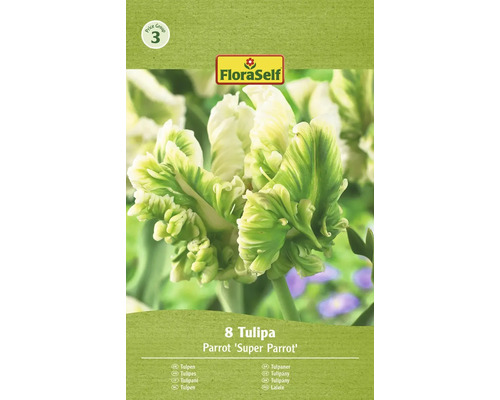 FloraSelf Papagei Tulpenzwiebeln, 8 Stück