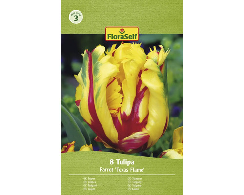 Verpackung mit acht Papageien-Tulpen der Sorte ''Texas Flame''