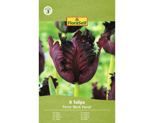 Verpackung mit acht Tulpen der Sorte Parrot Black Parrot