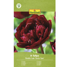 Bulbe Tulipe FloraSelf ' Uncle Tom ' 8 pièces