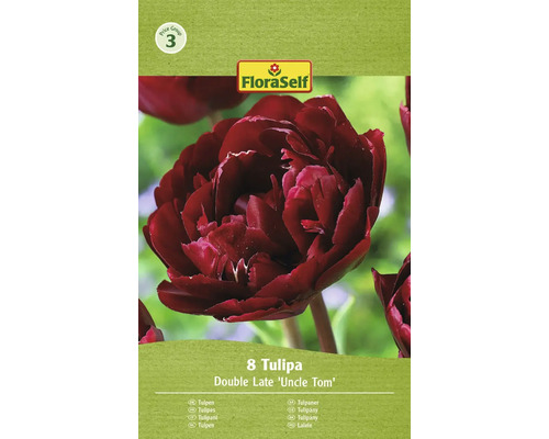 Bulbe Tulipe FloraSelf ' Uncle Tom ' 8 pièces