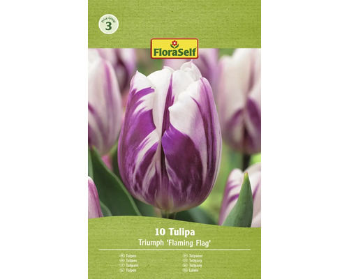FloraSelf Tulpen Triumph Flaming Flag, Packung mit 10 Stück