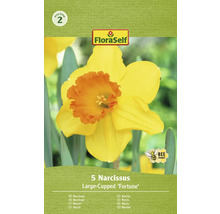 Emballage de cinq bulbes de narcisses de la variété Large-Cupped ''Fortune''