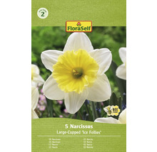 Emballage de cinq bulbes de narcisses de la variété Large-Cupped ''Ice Follies''