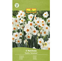Bulbes de narcisses FloraSelf 'Géranium' 5 pièces