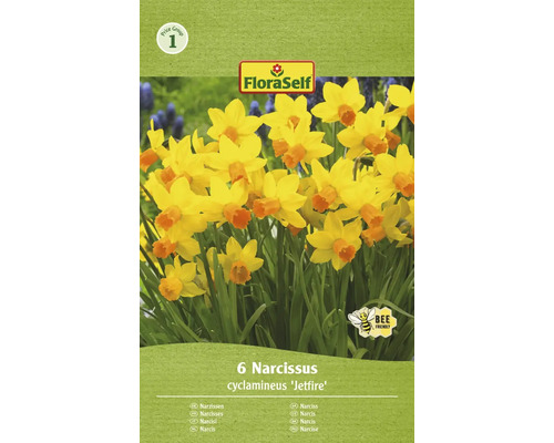 Bulbes de narcisses FloraSelf 'Jetfire' 6 pièces