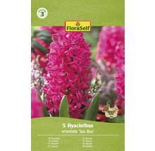 Verpackung mit fuenf Hyazinthen Blumenzwiebeln Sorte Jan Bos
