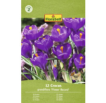 Crocus FloraSelf ''Flower Record'', 12 pièces