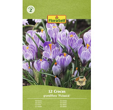 Paquet de 12 bulbes de crocus grandiflora ''Pickwick''