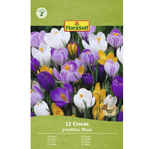 Paquet de crocus Grandiflora, mélangés, 12 pièces