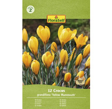 Emballage de 12 bulbes de crocus, variété Yellow Mammoth