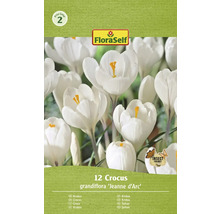 Paquet de 12 bulbes de Crocus grandiflora ''Jeanne d''Arc''