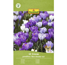 Paquet de 12 crocus Grandiflora Blue Blended Mix
