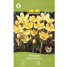 Paquet de 15 crocus Botanical ''Romance''