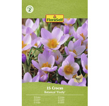 Paquet de 15 bulbes de crocus Botanical Firefly