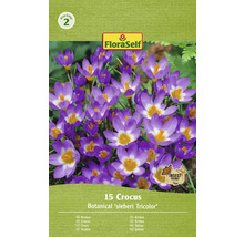 Paquet de 15 crocus de l''espèce Botanical ''sieberi Tricolor''