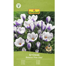 Paquet de 12 bulbes de crocus de la variété botanique Prins Claus
