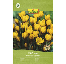 Paquet de 15 bulbes de crocus Botanical ''Dorothy''