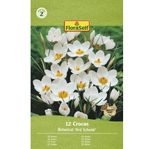 Paquet de bulbes de crocus Botanical Ard Schenk