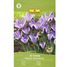 FloraSelf Crocus Botanical Spring Beauty paquet de 12 pièces