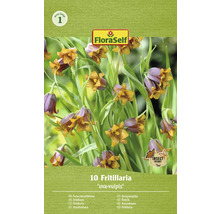 Paquet de Fritillaire ''uva-vulpis''