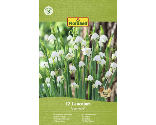 Packung Sommerknotenblume Blumenzwiebeln
