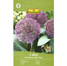 Paquet de bulbes de fleurs d''ail d''ornement variété Red Giant