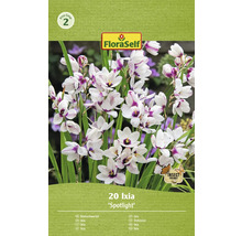 Packung mit 20 Ixia Spotlight Blumenzwiebeln