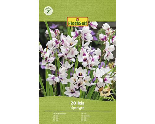 Packung mit 20 Ixia Spotlight Blumenzwiebeln