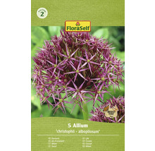 Emballage de 5 bulbes d''ail d''ornement Allium christophii albopilosum