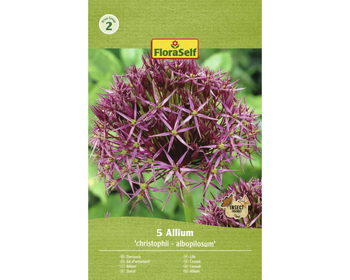 Bulbes d'ail d'ornement FloraSelf 'Albopilosum' 5 pièces