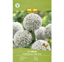 Emballage d''ail d''ornement Allium ampeloprasum ''Ping Pong''