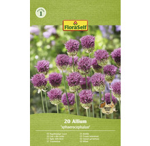 Paquet de 20 bulbes d''Allium sphaerocephalon